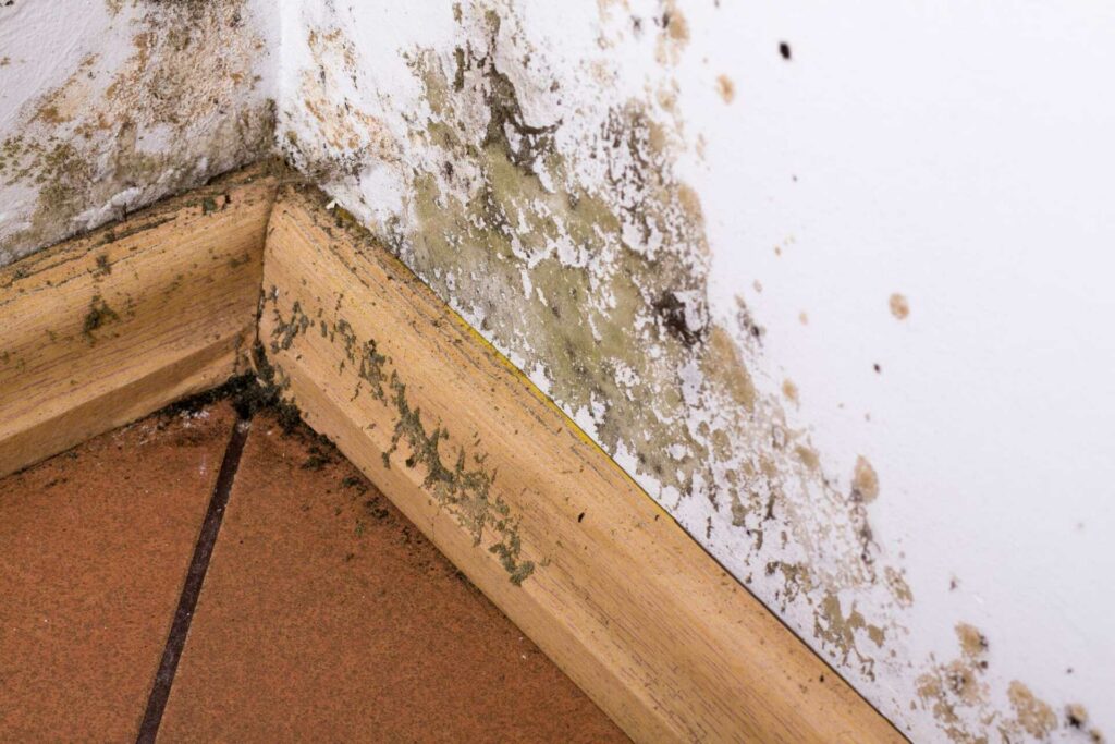 3 Best Methods for Mold Removal Post Water Damage