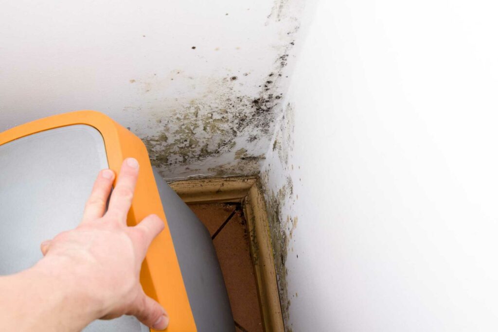 What Sets Apart a Top Mold Remediation Company?