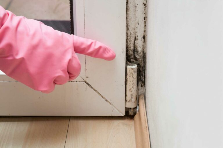 DIY Mold Removal Tips for Homeowners