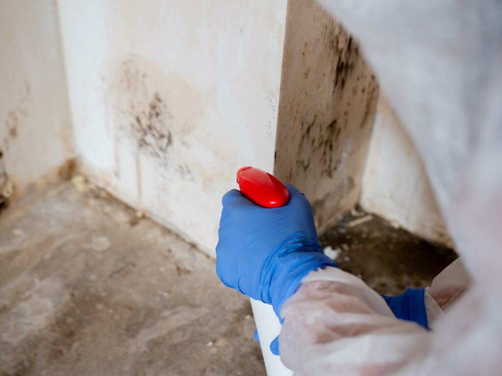 Top 6 Mold Cleanup Services Available Around the Clock