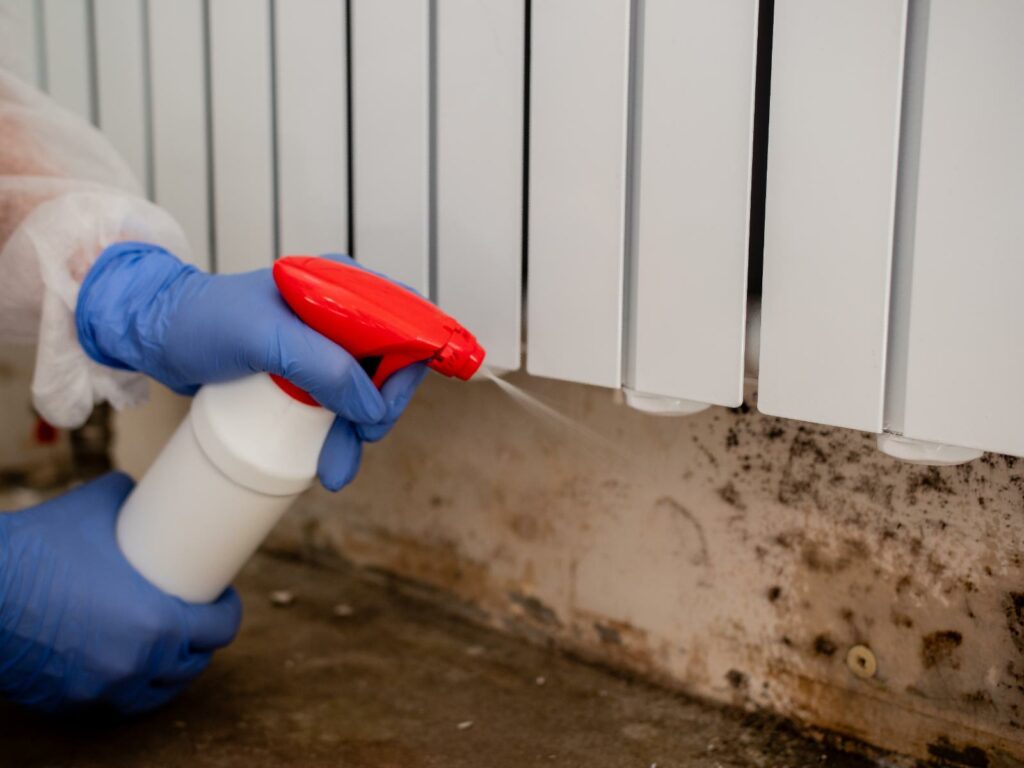 Rapid Mold Cleanup Solutions: 3 Essential Tips