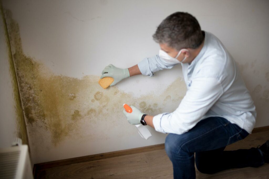 Expert Tips for Immediate Mold Inspection and Remediation