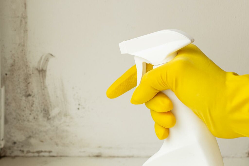 Effective Mold Removal: A Quick Response Plan