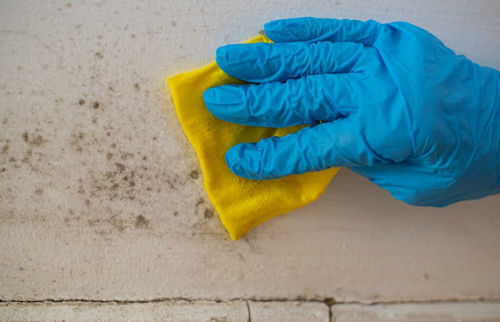 Find Local Certified Mold Inspectors: Your Complete Guide