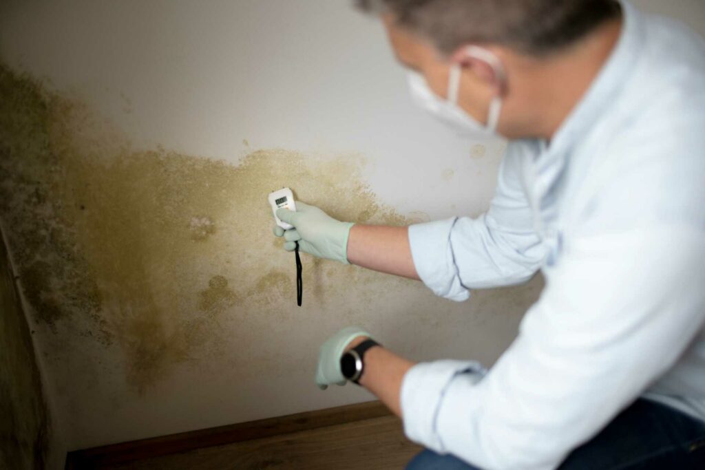 What Are the Best Methods for Mold Removal?