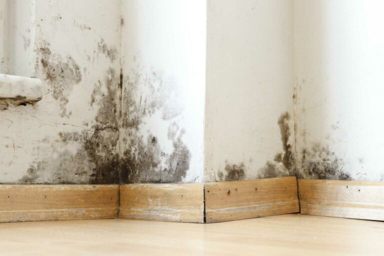 Proven Mold Removal Techniques for Homeowners