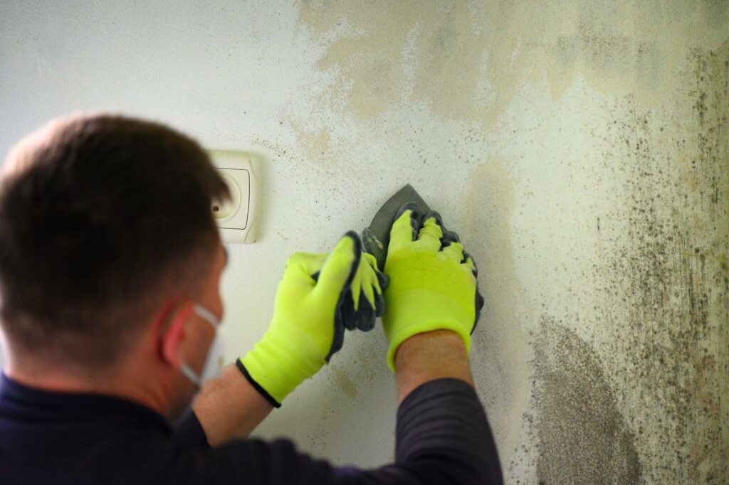 3 Best Mold Inspection Specialists for Water Removal