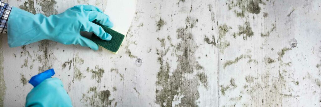 Step-by-Step Guide: Mold Removal in Charlotte