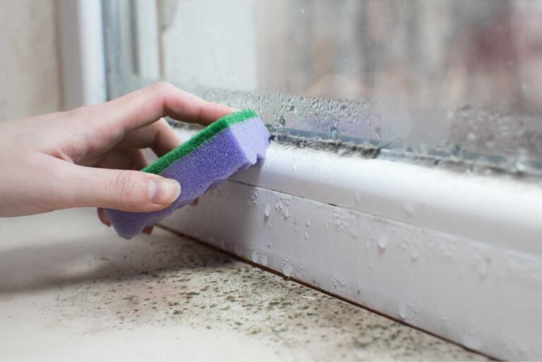 What Are the Best Mold Remediation Techniques?