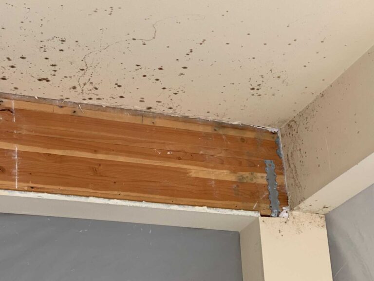 5 Best Mold Damage Remediation Solutions