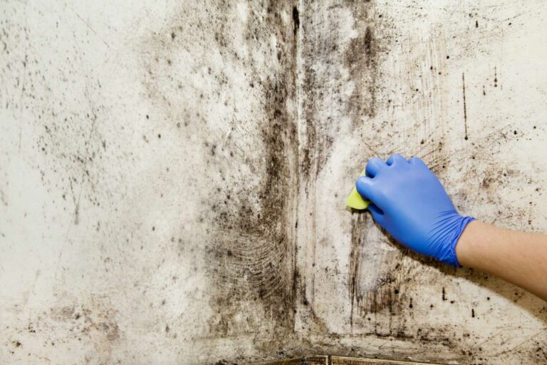 Top Tips for Urgent Mold Cleanup Services