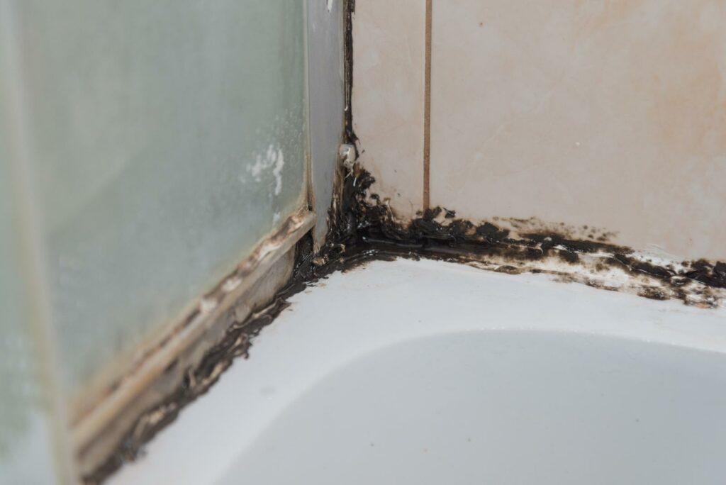 Effective Mold Remediation Services: A Step-by-Step Guide